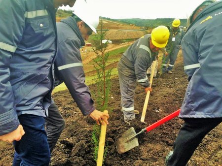 “AzerGold” QSC 10 may Gül Bayramı münasibəti ilə 10 hektar ərazini yaşıllaşdırdı