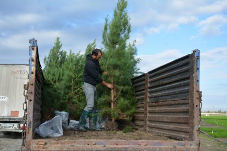 Hüsənli kəndi ərazisində ağacəkmə aksiyası davam etdirilir