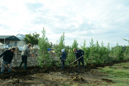 Hüsənli kəndi ərazisində ağacəkmə aksiyası davam etdirilir