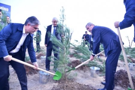 Əkilən ağac və kollar paytaxta xüsusi gözəllik verəcək