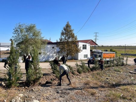 Hüsənli kəndi ərazisində ağacəkmə aksiyası davam etdirilir