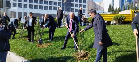 Nəsimi rayonunda “Yaşıl dünya naminə həmrəylik ili” çərçivəsində ağacəkmə aksiyası davam edir