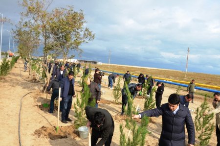 Keçirilən aksiyalar paytaxtın ekoloji durumunu daha da yaxşılaşdıracaq