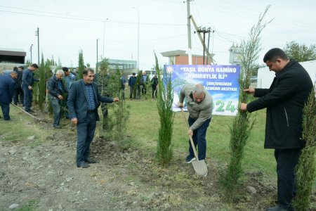 Tərtərdə "Yaşıl dünya naminə həmrəylik ili" çərçivəsində ümumrayon ağacəkmə aksiyası keçirilib