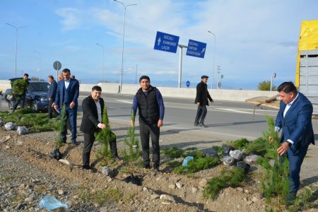 Azad Qaraqoyunlu kəndi ərazisində ağacəkmə aksiyası davam etdirilir