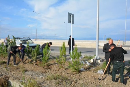 Azad Qaraqoyunlu kəndi ərazisində ağacəkmə aksiyası davam etdirilir